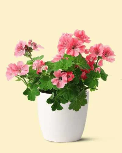 Pink Geranium Plant