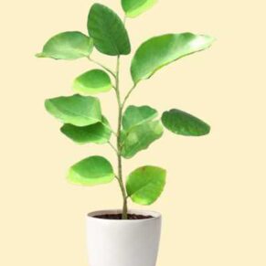 Red Sandalwood Plant