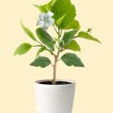 White Hibiscus Plant